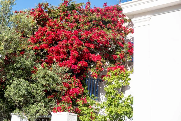 Bougainvillea Fleurs Couleur Rouge Sur Mur Blanchi Chaux Maison Grecque — Photo
