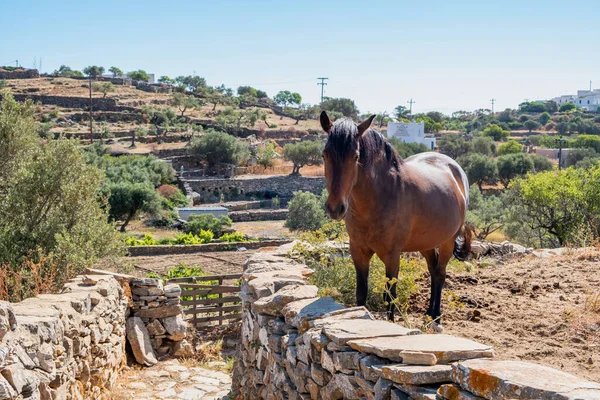 Cavalo Castanho Vale Verão Dia Ensolarado Sifnos Ilha Grécia Paisagem — Fotografia de Stock