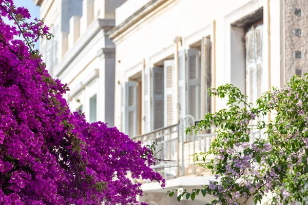 ブーゲンビリアの装飾植物は ギリシャのサイロス島 キクラデス島のエルモポリスの首都でぼやけたネオクラシック様式の建物の前に紫色の花を咲かせます 夏のリゾート休暇観光リラクゼーション 海の太陽 — ストック写真