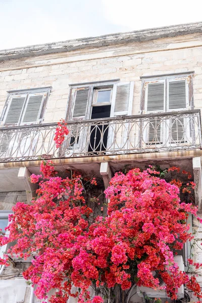 Остров Сирос Киклады Греция Бугенвиллия Цветущее Растение Красные Цветы Фасаде — стоковое фото