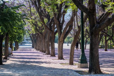 Jacaranda mimosifolia ağaçlı cadde, Yunanistan 'ın varış noktası olan Atina' nın Zappeion Megaron kentlerine gidiyor. Mavi mor çiçekli bitkiler ulusal mermer anıta giden yolu gölgeliyor.