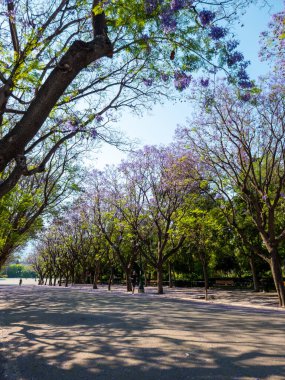 Atina 'nın şehir merkezinde çiçek açan jakaranda ağaçları. Mavi mor çiçekli bitkiler Zappeion Megaron 'a giden boş caddeyi gölgeliyor. Güneşli bahar günü, mavi gökyüzü arkaplanı.