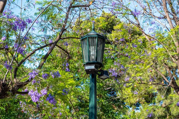 Pouliční Lucerna Jacaranda Mimosifolia Strom Jasně Modré Fialové Květy Pozadí — Stock fotografie