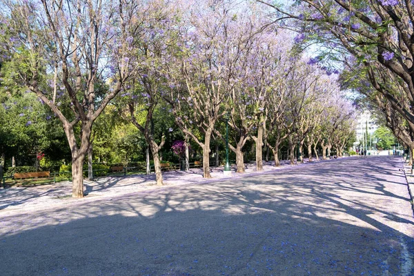 Alberi Jacaranda Che Fioriscono Nel Centro Atene Grecia Piante Con — Foto Stock