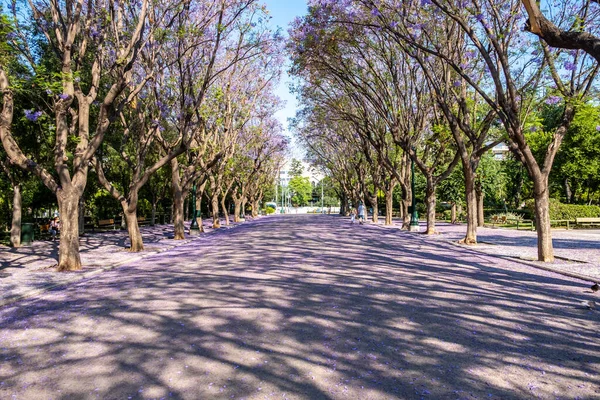 Atina Nın Şehir Merkezinde Çiçek Açan Jakaranda Ağaçları Mavi Mor — Stok fotoğraf