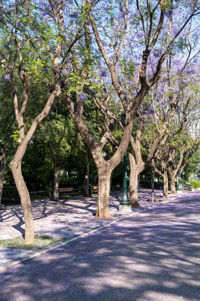 Atina Nın Şehir Merkezinde Çiçek Açan Jakaranda Ağaçları Mavi Mor — Stok fotoğraf