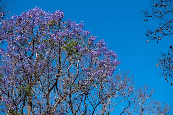 Jacaranda Mimosifolia Árvore Florescendo Flores Cor Púrpura Brilhante Fundo Céu — Fotografia de Stock