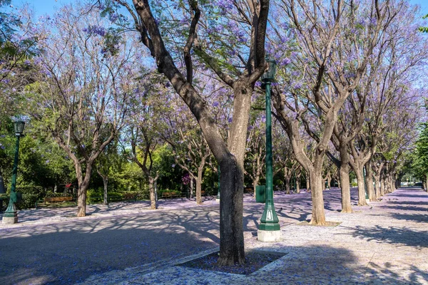 Jacaranda Arbres Fleurissant Dans Centre Ville Athènes Grèce Plantes Avec — Photo