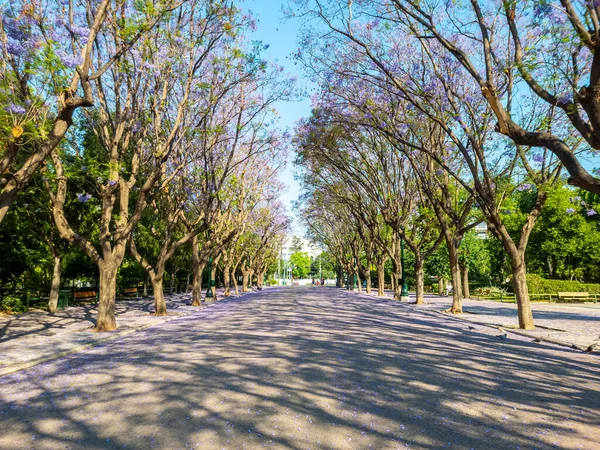 Jacaranda Mimosifolia Дерева Вулиці Які Їдуть Запіону Мегарон Греція Рослини — стокове фото