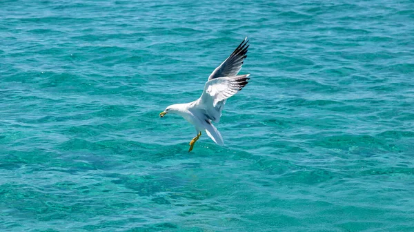 Möwe Europäische Heringsmöwe Mit Futter Maul Auf Blauem Türkisfarbenem Meereshintergrund — Stockfoto