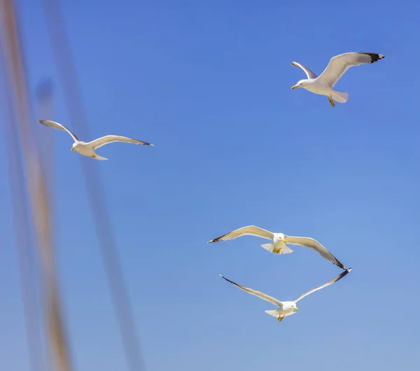 Летающие Чайки Голубом Фоне Неба Открытые Крылья Европейские Чайки Стекаются — стоковое фото