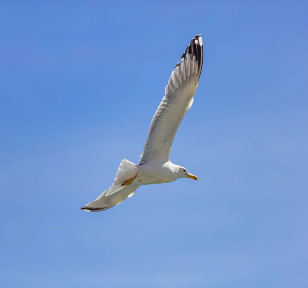 Möwe Europäische Heringsmöwe Fliegt Auf Klaren Blauen Himmel Hintergrund Offene — Stockfoto