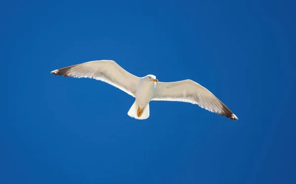 Gaivota Europeia Arenque Voando Sobre Fundo Céu Azul Claro Asas — Fotografia de Stock