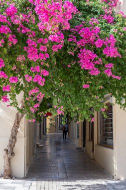 Nafplion şehri, Yunanistan, eski kasaba. Bougainvillea çiçek açan kırmızı fuşya çiçekleri, dar bir kaldırım taşı sokağının girişinde, yaz güneşli bir günde