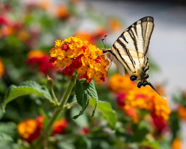 燕尾蝶缀在兰花红色橙色花朵上 希腊的一个名叫Cyclades的希腊岛屿上 鳞翅目科昆虫在一个盛开的花园中觅食 多姿多彩的春天自然 花朵和授粉 — 图库照片