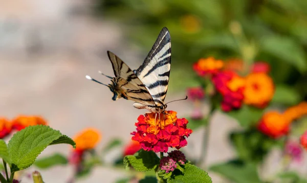 燕尾蝶缀在兰花红色橙色花朵上 希腊的一个名叫Cyclades的希腊岛屿上 鳞翅目科昆虫在一个盛开的花园中觅食 多姿多彩的春天自然 花朵和授粉 — 图库照片