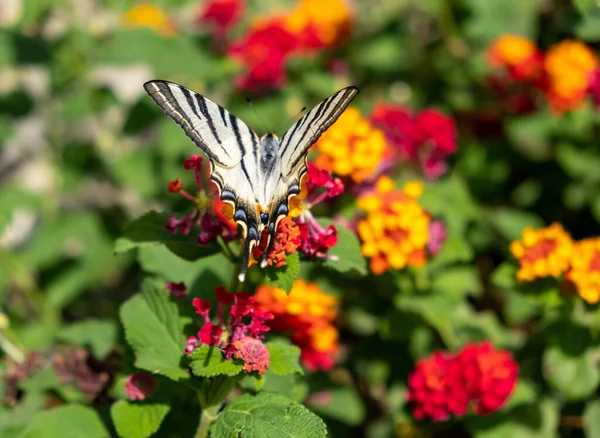 Mariposa Sobre Lantana Flores Color Rojo Amarillo Insecto Cola Golondrina — Foto de Stock