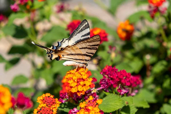 蝴蝶缀在兰花红黄色的花朵上 燕尾虫以盛开的植物为食 在希腊的一个岛屿上的花园 环抱希腊 多姿多彩的春天自然 花朵和授粉 — 图库照片