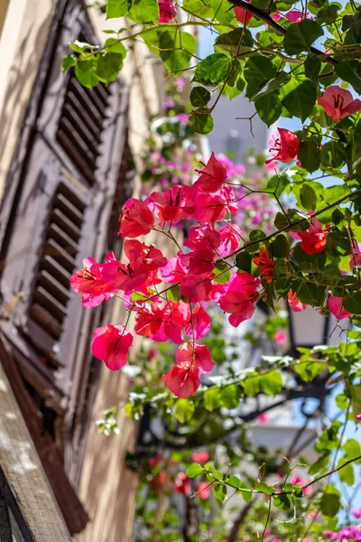 ブーゲンビリアの開花植物 赤マゼンタ色の花 ぼやけた建物のファサードの背景 ナップリオン旧市街 ギリシャ 夏休み先 — ストック写真
