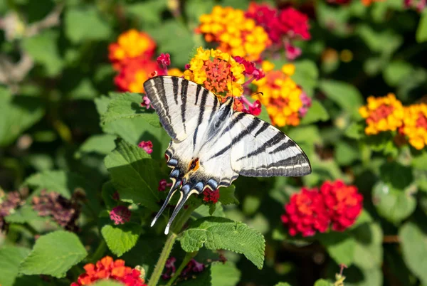 Mariposa Sobre Lantana Flores Color Rojo Amarillo Insecto Cola Golondrina — Foto de Stock