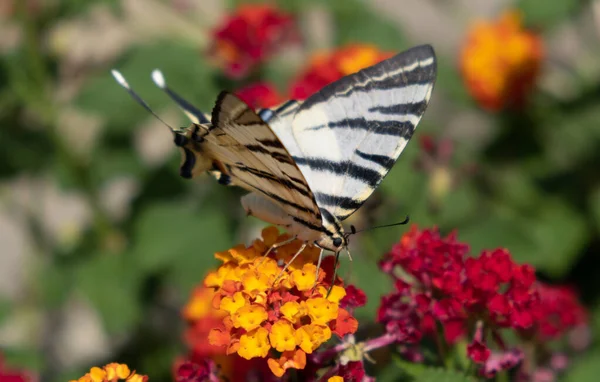 Fjäril Lantana Gula Blommor Svälj Insekter Som Livnär Sig Blommande — Stockfoto