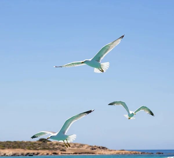 Las Gaviotas Voladoras Abren Las Alas Cielo Azul Fondo Marino —  Fotos de Stock