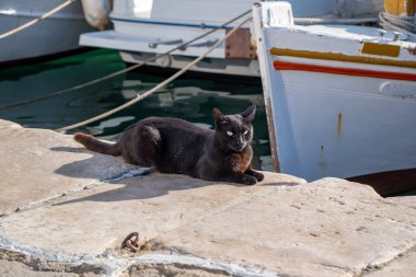 Limanda oturup yiyecek bekleyen siyah renkli kedi, Paros Adası Naousa limanında demirlemiş geleneksel balıkçı tekneleri. Yunanistan 'da yaz günü, Kiklad.