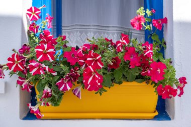 Mavi pencere pervazında sarı bir tencerede petunya çiçekleri, beyazlatılmış duvar arkaplanı. Çiçek açan bitki, kırmızı çiçekler, Koufonisi ada dekorasyonunda tipik bir ev, Kiklad Yunanistan.