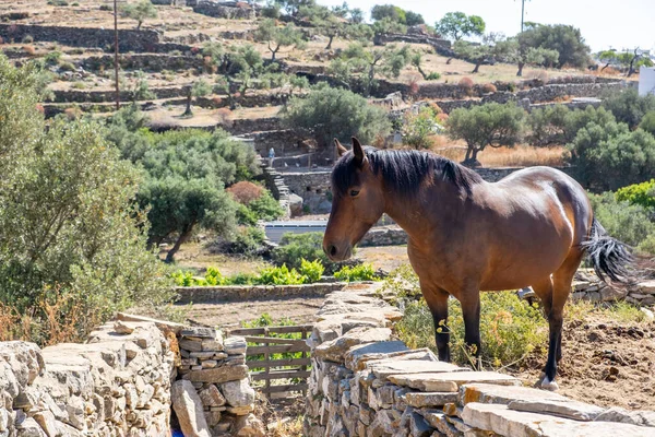 Cavalo Castanho Vale Verão Dia Ensolarado Sifnos Ilha Grécia Paisagem — Fotografia de Stock