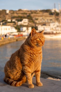 Kedi rıhtımda oturmuş, yemek bekliyor, Mykonos Adası Limanı 'nı bulanıklaştırıyor. Kızıl kedi gün batımında poz veriyor. Yunanistan 'da yaz, Kiklad.
