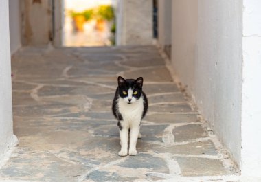 Yunanistan 'ın Kiklad kentindeki Naoussa kasabasının Paros Adası' ndaki kameraya bakan ev içi siyah beyaz bir kedi görülüyor. Yaz günü, arka plan bulanık.