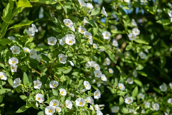 Süßkartoffelstrauch Blühende Pflanze Weißer Blütenhintergrund Lycianthes Rantonnetii Der Weiße Kartoffelstrauch — Stockfoto