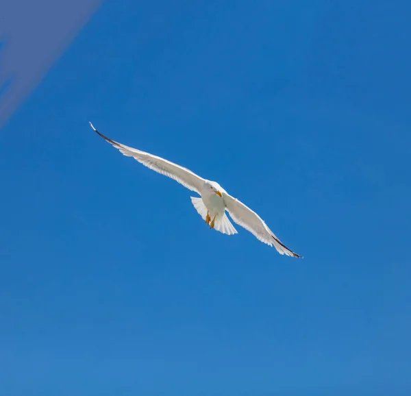 Sea gull , open wings flying on clear blue sky background. European herring gull under view, space. Summer holidays card template, freedom concept.