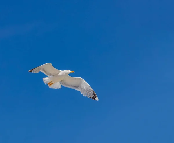 Mewa Morska Otwarte Skrzydła Lecące Błękitnym Tle Nieba Europejska Mewa — Zdjęcie stockowe