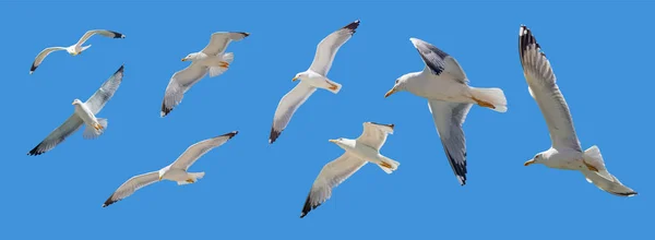 배경에 날개를 날으는 갈매기들 유럽의 청어들은 무리를 파노라마 모양으로 날아가면서 — 스톡 사진