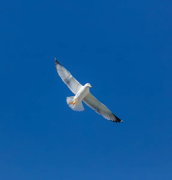 Möwen Europäische Heringsmöwen Fliegen Auf Klarem Blauem Himmel Hintergrund Offene — Stockfoto