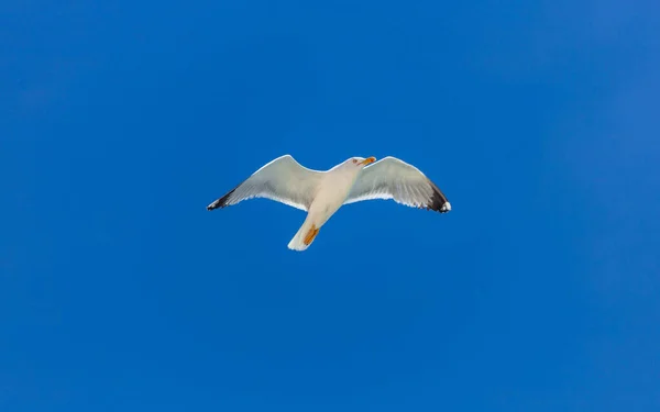 Sea gull , open wings flying on clear blue sky background. European herring gull under view, space. Summer holidays card template, freedom concept.