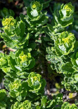 Sarı tomurcuklu yeşil yapraklı yabani bitki, Güney Afrika 'da sonbahar mevsiminde doğal güneş ışığı altında yetişiyor.