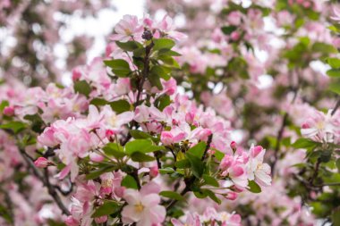 Çin elması çiçekleri yakından görünür. Süslü yaban elması beyazı, pembe narin çiçekler ve taze yeşil yapraklar. İlkbaharda doğa. Çin