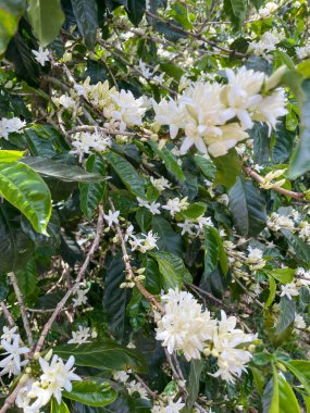 Kokulu beyaz çiçekli kahve fabrikası, parlak yeşil yapraklar ve sık çiçekli dallar yakın görüş, batı Panama 'da tropikal güneş ışığı
