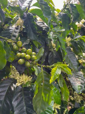 Olgunlaşmamış kirazlar, tropik Panama 'da beyaz çiçekler, yumuşak doğal ışık ve canlı yeşil yapraklar olan yeşil bir kahve bitkisinin kapağını kapatın.