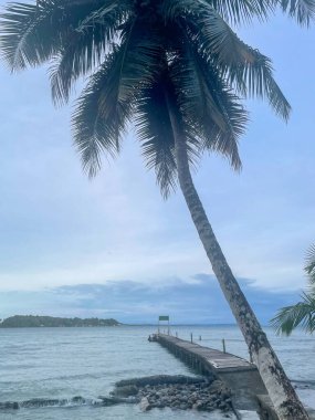 Panama, Bocas del Toro 'da tropik bir sahil. Yaslanan palmiye ağaçları sessiz bir ahşap iskeleyi karayip sularına, bulutlu gökyüzüne doğru uzatır.