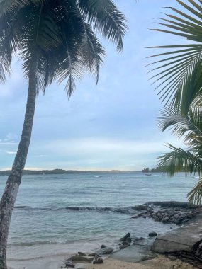 Panama, Bocas del Toro yakınlarında sakin bir Karayip kıyısında uzun palmiye ağaçları. Yumuşak okyanus dalgaları, Karayiplerde huzurlu bir sahil..
