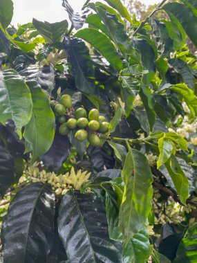 Olgunlaşmamış kirazlar, tropik Panama 'da beyaz çiçekler, yumuşak doğal ışık ve canlı yeşil yapraklar olan yeşil bir kahve bitkisinin kapağını kapatın.