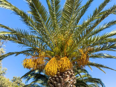 Canlı mavi gökyüzünün altında, yemyeşil yaprakların altında asılı duran altın palmiye meyveleri, açık hava ve canlı bir tropikal atmosfer ile sıcak gün ışığında yakalanır..