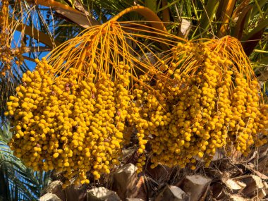 (Bu da) Sarı böğürtlenlerin ve yaprakların açık mavi arkaplandaki dokusunu gösteren, yoğun bir şekilde güneş ışığının altında asılı duran, altın palmiye ağaçlarının yakın plan görüntüleridir..