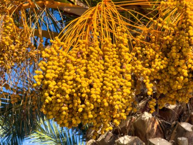 Olgun altın hurma meyveleri yoğun bir şekilde uzun saplarından sarkmakta, açık mavi gökyüzüne karşı parlak güneş ışığıyla aydınlanmakta, sıcaklık ve dokularla dolu canlı bir tropik sahne oluşturmaktadır..
