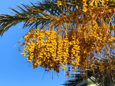 Hurma ağaçlarının tomurcukları, açık mavi gökyüzünün altında sarkan uzun yeşil yaprakların altında, gün ışığında ılık tonlar ve açık bir yaz atmosferiyle sarkar..