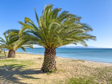 Parlak kumlu bir kumsalda duran palmiyeler berrak bir gün ışığı altında sakin bir denizin yanında, yumuşak gölgeler ve sakin sahil atmosferiyle yer seviyesinden izleniyor..