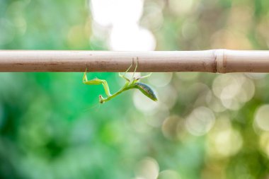 Yeşil peygamber devesi, gün ışığında, bulanık yeşil yapraklarla çevrili bir bambu sopasına baş aşağı tutunur..